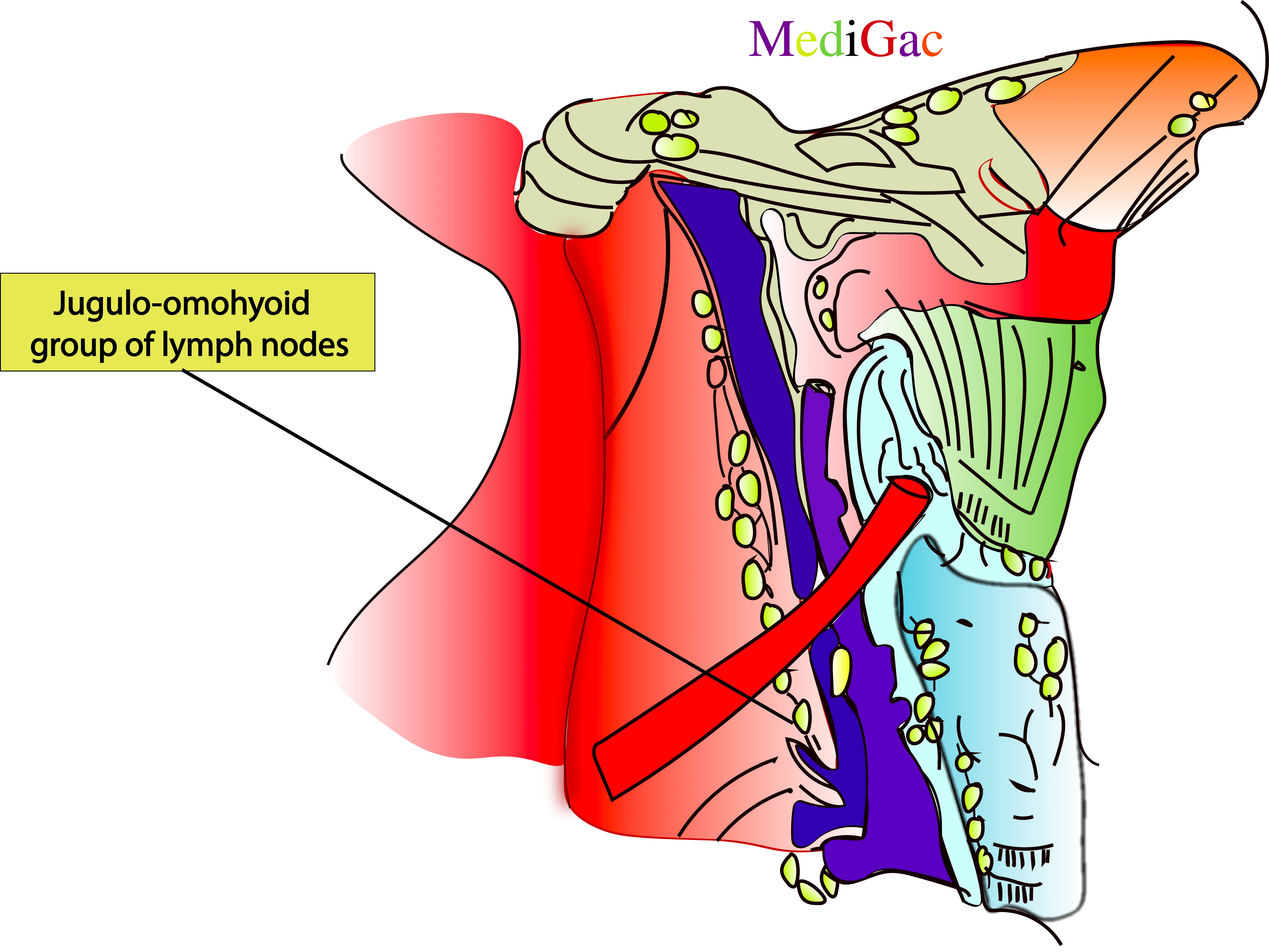 Jugulo-omohyoid lymph nodes